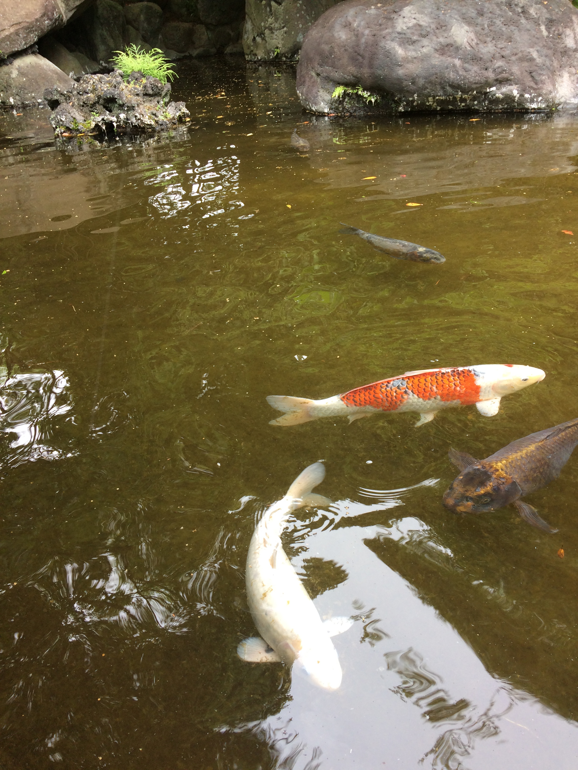 IMG_3785