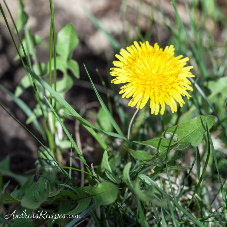 Dandelions_042514_3